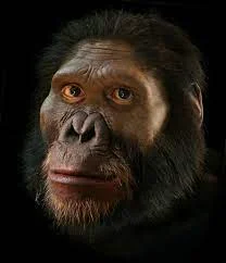 A.africanus ( 3,5m A.d.C- 2,2m A.d.C )