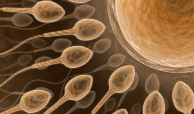 Sperm production in males begin.