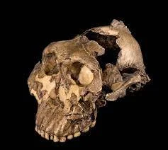 P.boisei ( 2,3m A.d.C - 1,2m A.d.C)