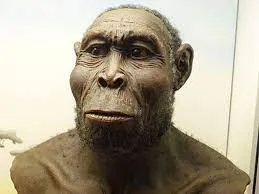 H.rudolfensis ( 2m A.d.C - 1,7m A.d.C )