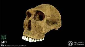 H.habilis ( 1,9m A.d.C- 1m A.d.C )