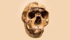 H.ergaster ( 1,8m A.d.c - 1m A.d.C )