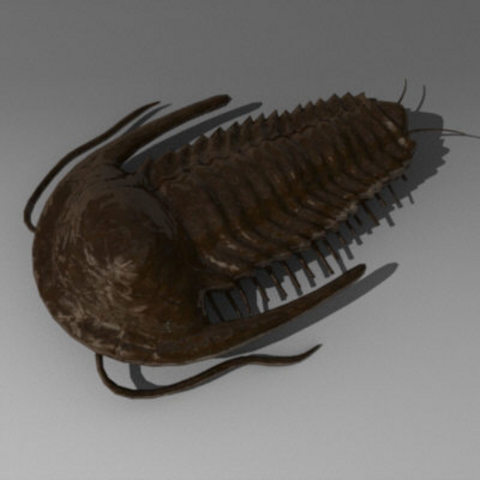 Cambrian Period: 570-500 MYA