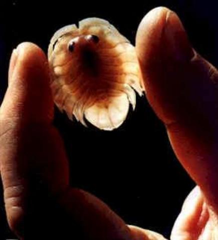 Cambrian Period-570-500MYA