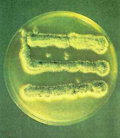 Alexander Fleming discovered penicillin