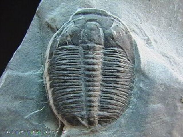 Cambrian Period- 570-500 MYA