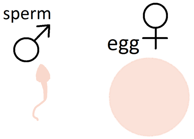 Ovulation in females, and sperm production in males begin.