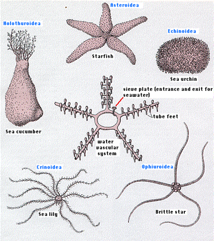 Ordovician Period - 500-435 MYA
