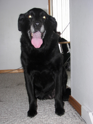 Black lab Tyson died