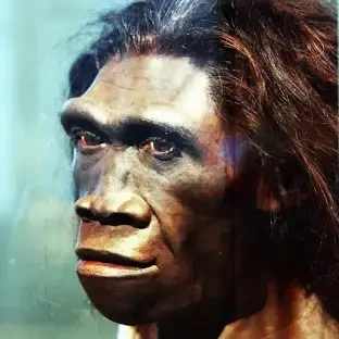 H.erectus( 1,8m A.d.C- 0,3m A.d.C )