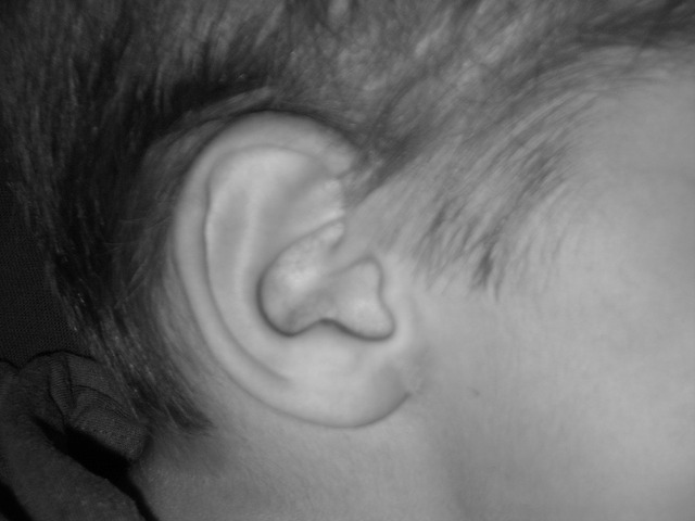 Heart beats regularly. Eyes and ears begin to form