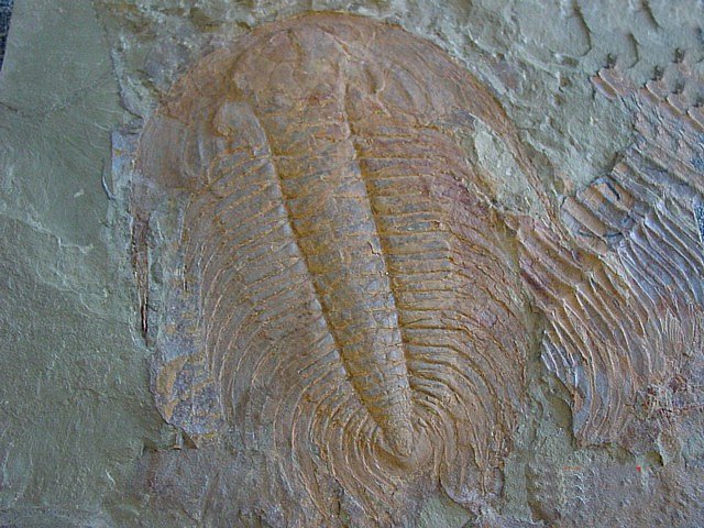Cambrian Period 570-500 MYA