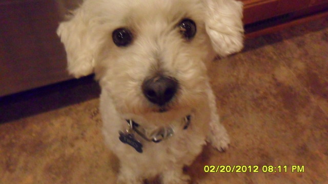 My Current Dog, Tiko