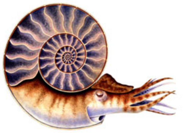 Devonian Period - 395-345 MYA