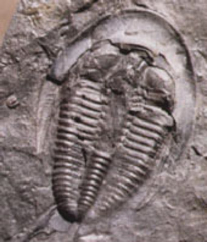 Cambrian Period. 570-500 MYA.