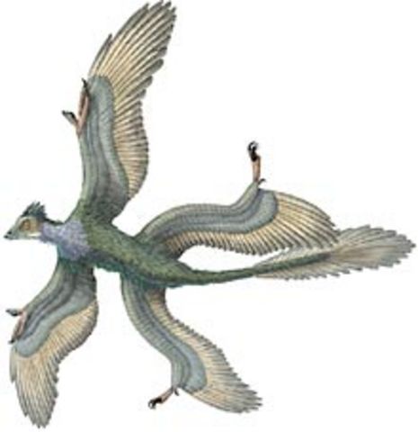 Jurassic Period - 195-136 MYA