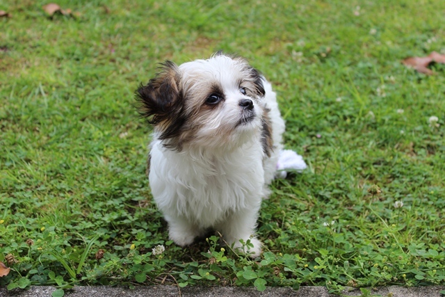 Our puppy Holly joined our family