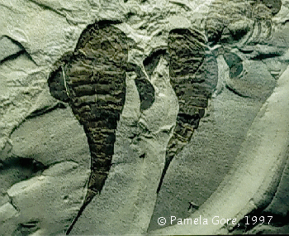 Silurian. 435-335 MYA.