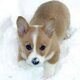 Cute pembroke welsh corgi pup
