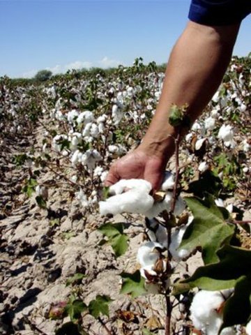 Papá, Mamá, y Roberto encontraron trabajo en los campos
