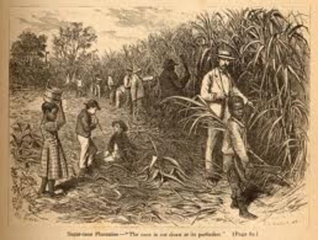 Destruction of Sugar Plantation