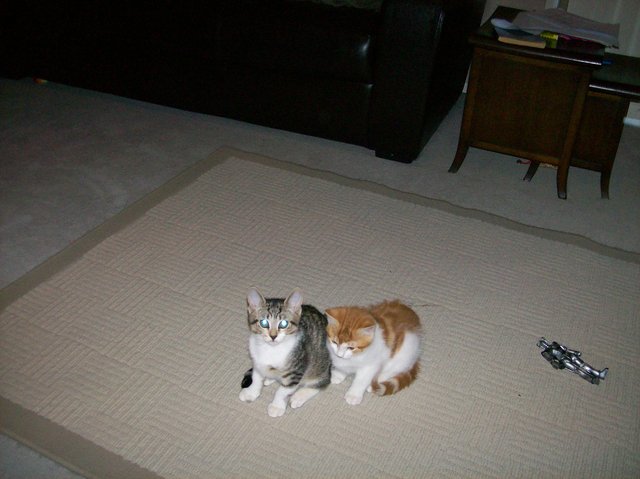 My two kittens!