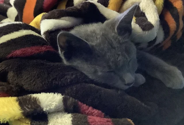 When I adopted one of my cat