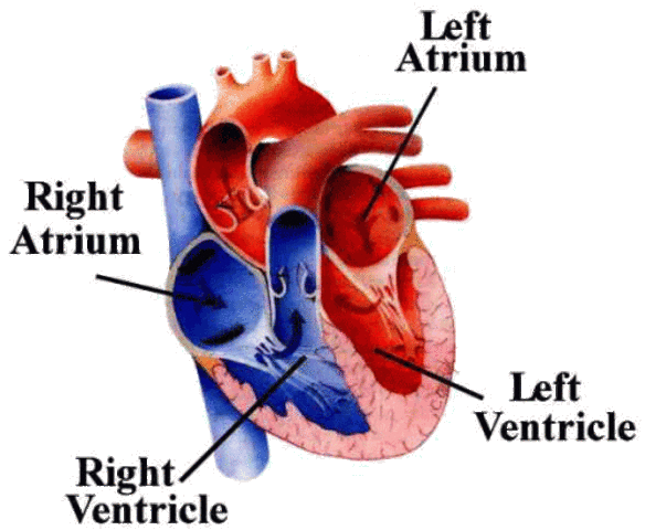 Heart develops right and left chambers.