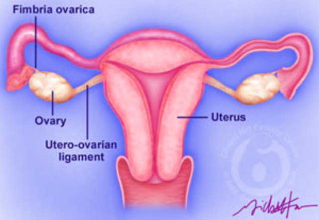 Ovulation in females, and sperm production in males begin.