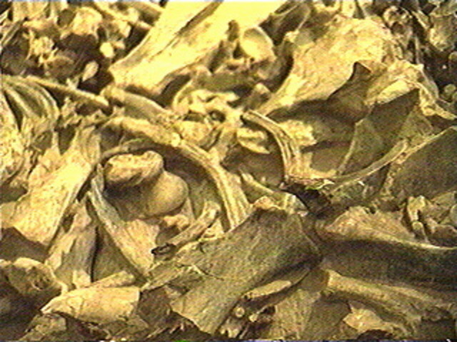 Bones are visible.  Heartbeat can be heard with a stethoscope