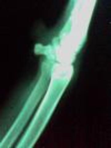 Bones are visible.  Heartbeat can be heard with a stethoscope