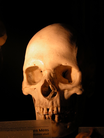 Bones are visible. Heartbeat can be heard with a stethoscope.