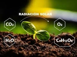 La fotosíntesis