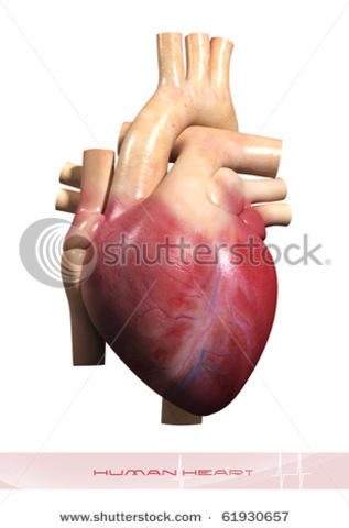 Heart develops right and left chambers.