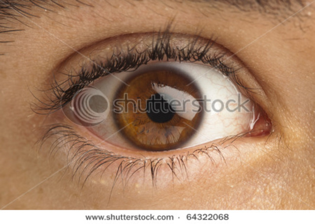 Heart beats regularly.  Eyes and ears begin to form.