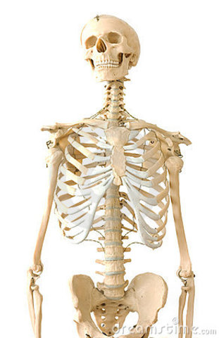 4 to 6 month old fetus