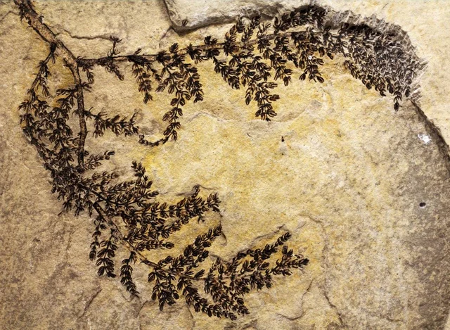 140 m.a: Aparición de angiospermas