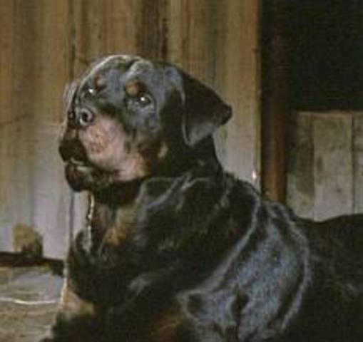 Animals put on trial