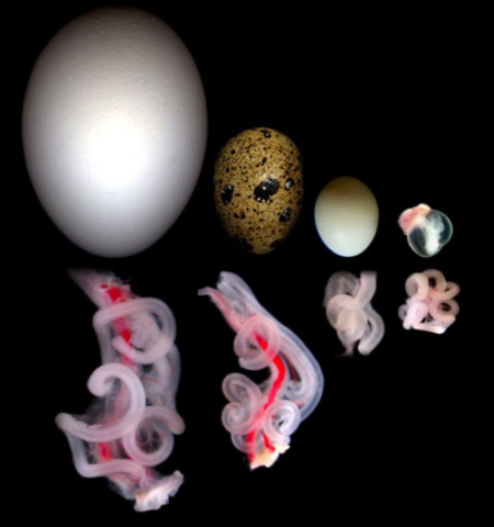 Pierre Louis Moreau de Maupertuis