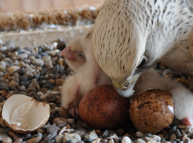 Rene Antoine de Reaumur Ferchault