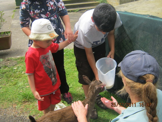 feeding a deer     hungry little thing