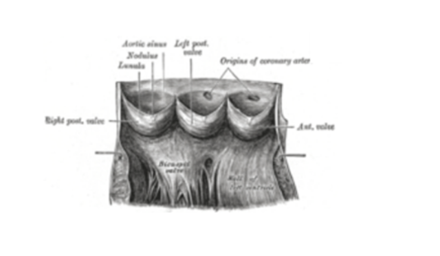 Antonio Maria Valsalva