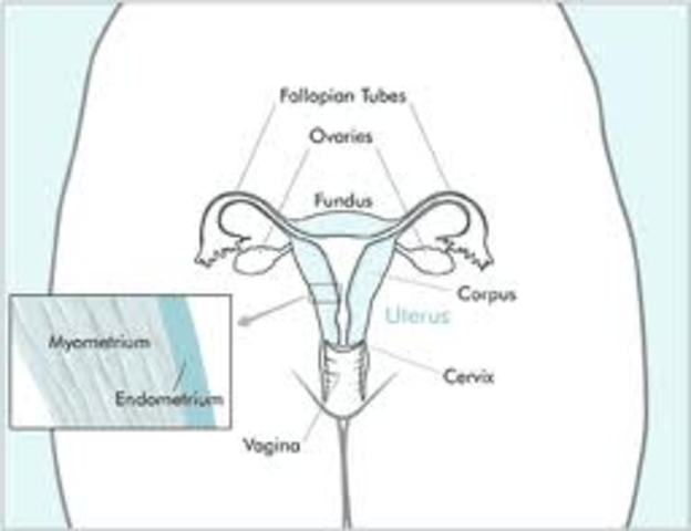Endometrial (uterine) cancer