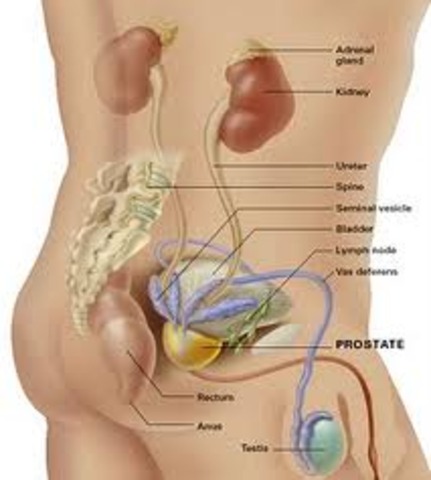 Prostate Examination