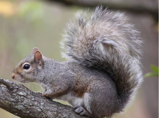 Quali sono gli animali della foresta?