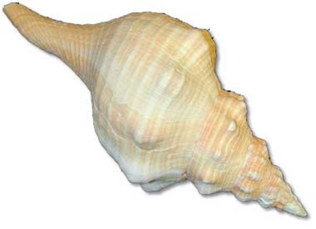 Ralph finds conch on the island