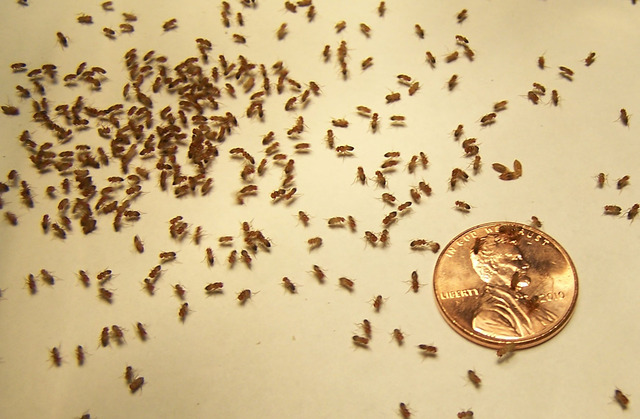 The first animals in space