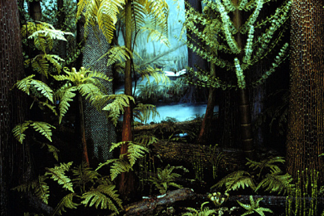 Carboniferous Period - 345-280 MYA