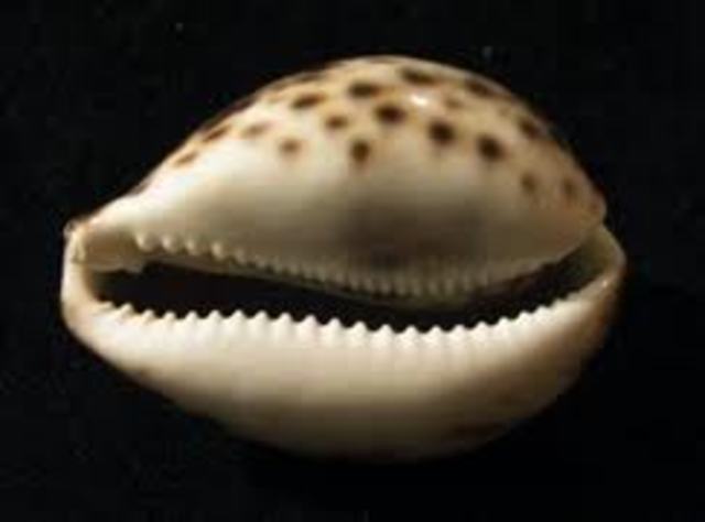 Cowrie Shells were used as Shang currency before bronze coins started being produced.