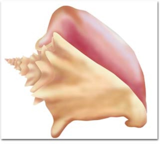 The rules about the Conch shell Page 33